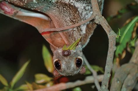 One night tracking mysterious colugos across treetops in Malaysia ...