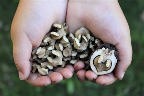 10 Wild Nuts to Forage in the Fall — Practical Self Reliance