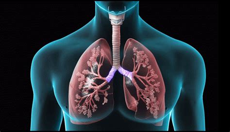 What is COPD? | Premier Medical Labs | Official Site | Reference Laboratory