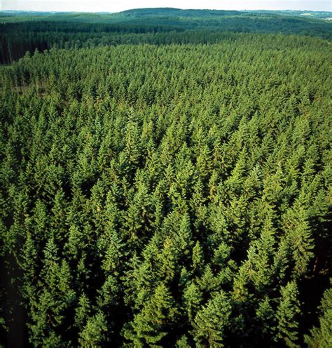 File:Pine forest in Sweden.jpg - Wikipedia