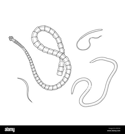 An illustration showing various types of parasitic worms Stock Photo ...