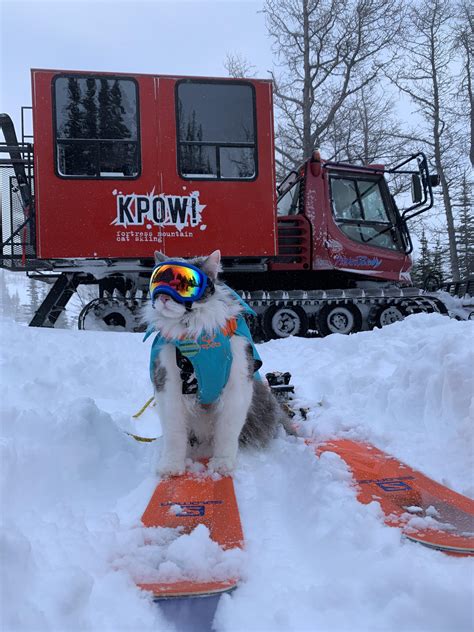 Gary has invented another meowtain sport: Cat Cat skiing! : r/Gary_The_Cat