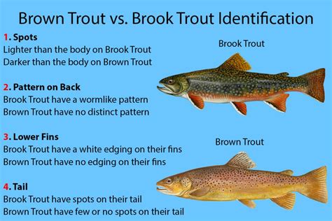 Brook Trout vs. Brown Trout: A Simple Guide