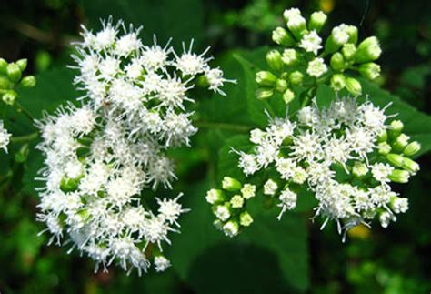 White Snakeroot – Toxic Plant of the Week | The Equinest