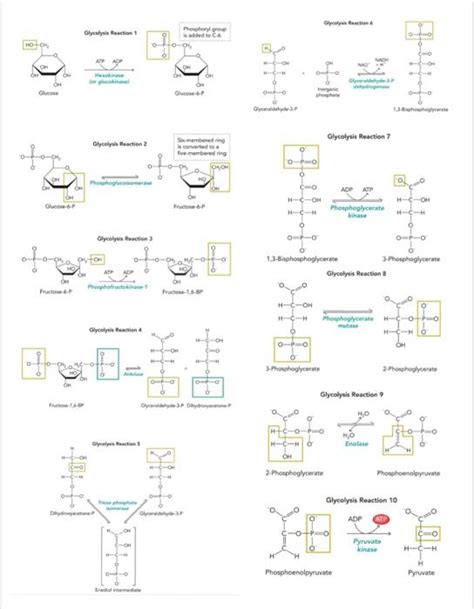 Solved Please provide the type of reaction and importance | Chegg.com