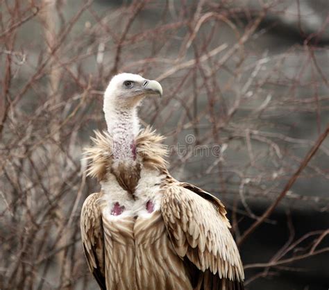 Himalayan Griffon Vulture and Cinereous Vulture Stock Photo - Image of ...