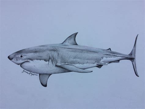 Great White Shark by Sonia Puga #supporterartwork #fanart #art #design ...