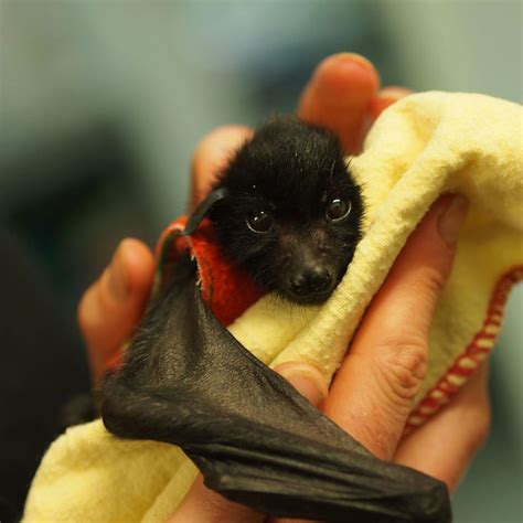 Orphaned Baby Bats At This Australian Bat Hospital Are Too Adorable ...