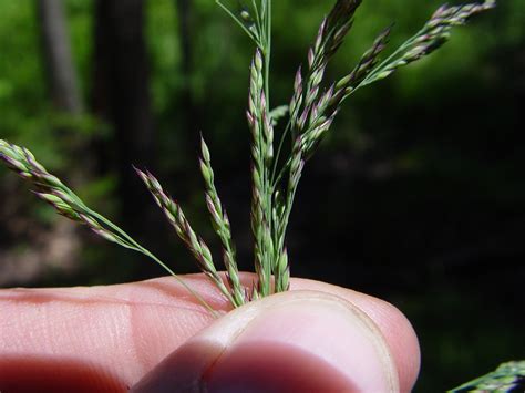 Calamagrostis canadensis (bluejoint, Canada reed grass): Go Botany