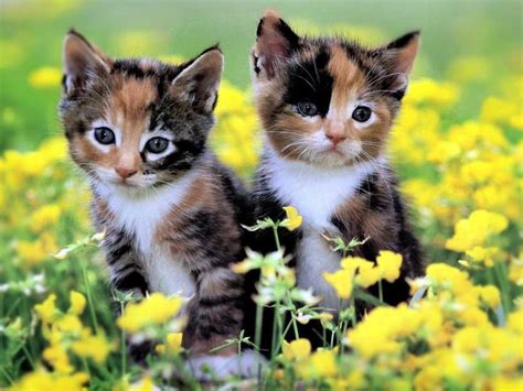 Calico kittens | KITTY LOVE | Pinterest