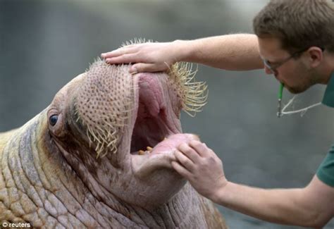 Open wide! Baby walrus gets its teeth inspected as German zoo gives ...