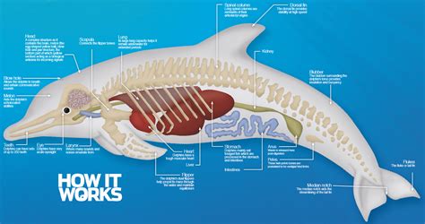 The anatomy of a dolphin – How It Works