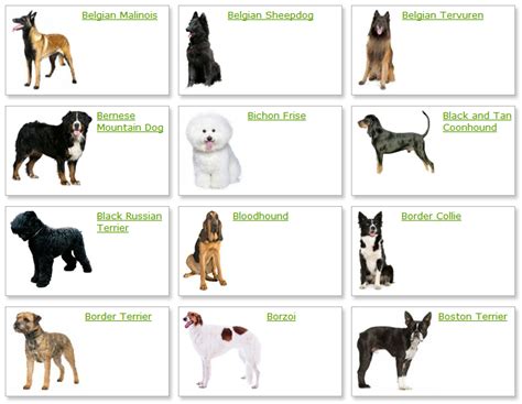 Dog Breeds List With Picture | Dog Breeds Alphabetical - Dogs Breeds Guide