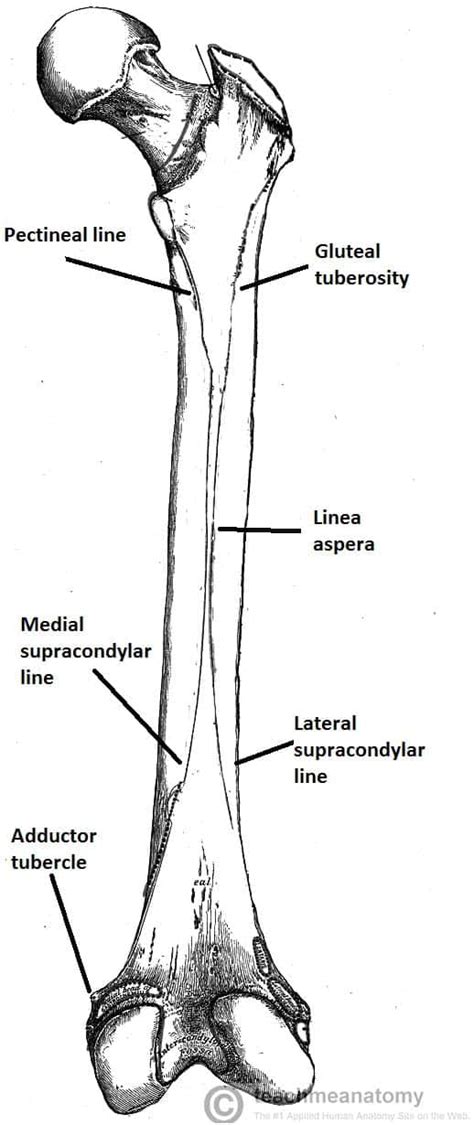 Femur Labeled Anterior View