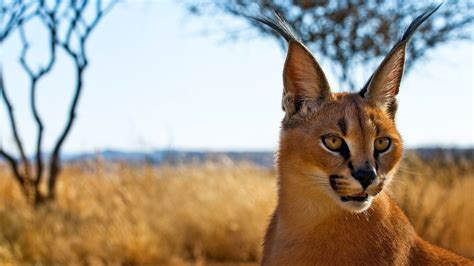 Caracal Wallpaper