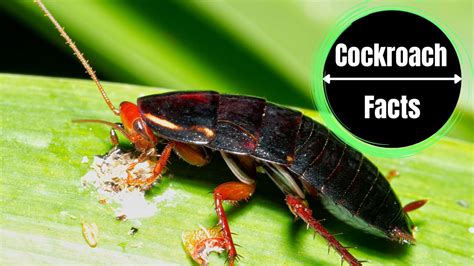 Oriental Cockroaches Identification, Infestation, and Prevention Guide ...