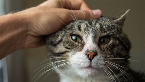 Senior Cats: The Basics Of Proper Care And What To Expect - CatTime