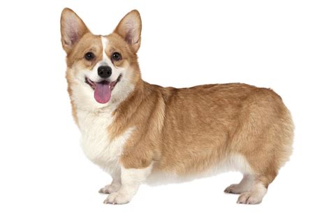 Pembroke Welsh Corgi Pet - Happy Puppy png download - 1100*733 - Free ...