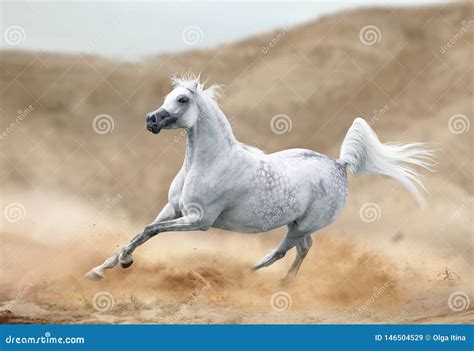 Arabian Horse Running in Desert Stock Image - Image of action, ranch ...