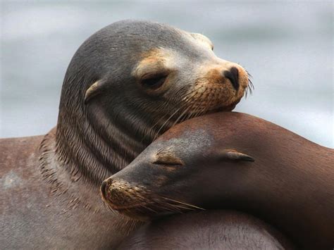 Sea Lion Pups Photograph by Stephen Dennstedt