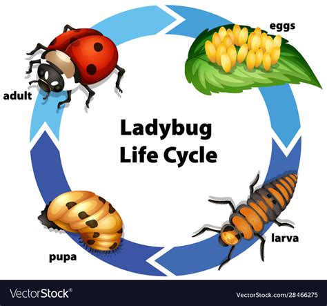 Ladybug Life Cycle Chart