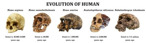 Human Evolution: What The Fossil Records Say About Our Ancestors