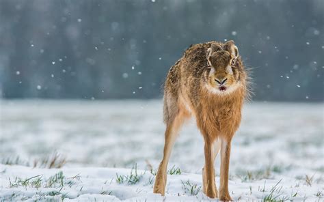 Wallpaper Hare, look, snow, winter 2560x1600 HD Picture, Image