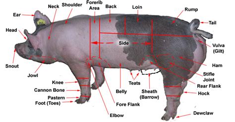 Hog Body Parts