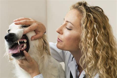 Common Dog Teeth Problems