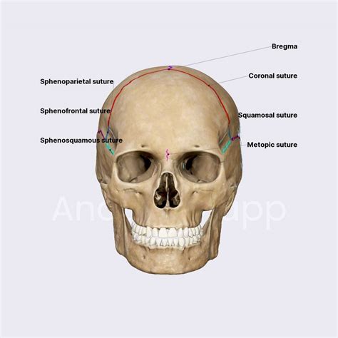 Bregma Skull