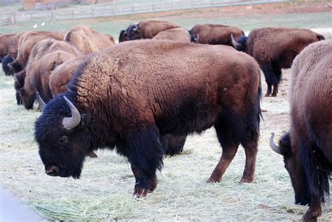 Bison Herd by dollieflesh-stock on DeviantArt