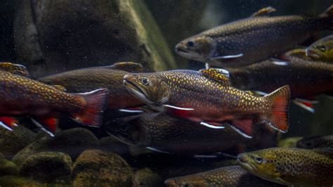 Brook Trout · Tennessee Aquarium