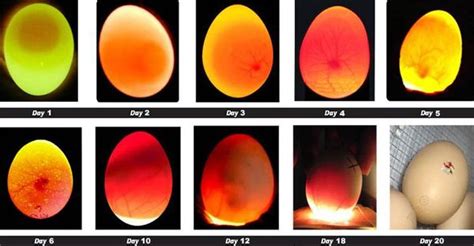 Duck Egg Hatching Process