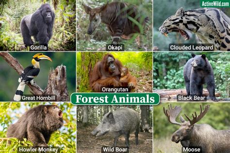 All Animals In One Picture In Forest