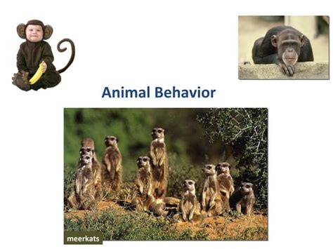 Animal Behavior