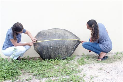 Shell from turtle, likely poached, recovered - Cayman Compass