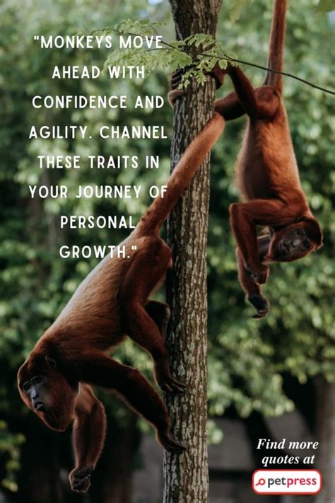 75 Monkey Inspiring Quotes That Revealed the Jungle Wisdom - PetPress