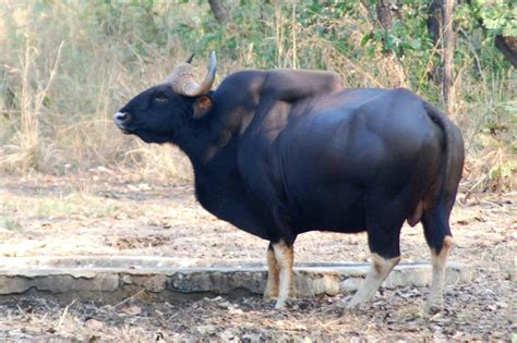 Gaur or Indian Bison (Bos gaurus), Nagzira Tiger Reserve - India Travel ...