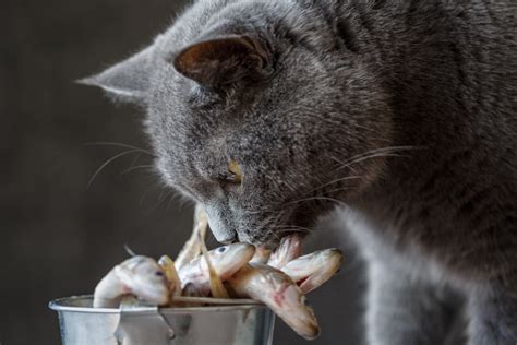 Cat Eating Fish