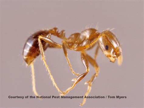 Red Fire Ants: How to Treat Bites & Get Rid of Red Ants