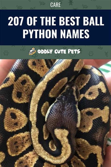 Unique and Creative Ball Python Names