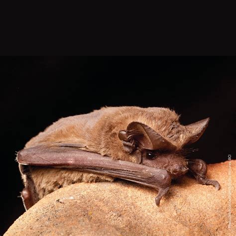 Mexican Free-tailed Bat - eMuseum of Natural History