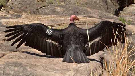 Andean Condor Wingspan