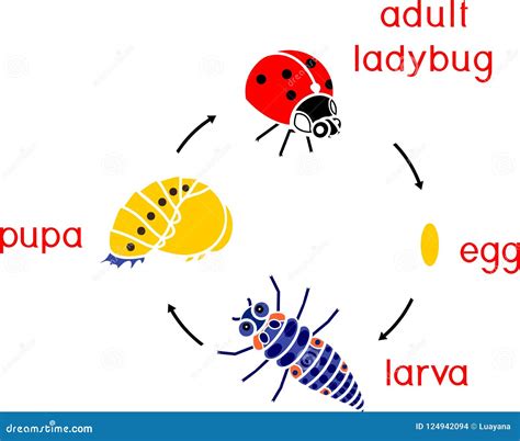 Life Cycle Of Ladybug. Stages Of Development Of Ladybug From Egg To ...