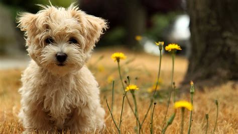 Cute Dog Wallpapers - Wallpaper Cave