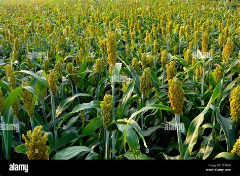 Sorghum or Millet field before harvest Stock Photo - Alamy