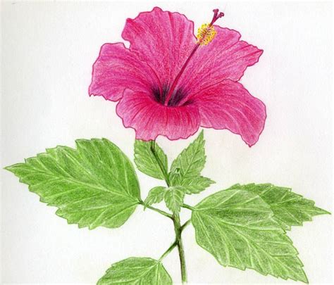 flowers for flower lovers.: flower drawing.