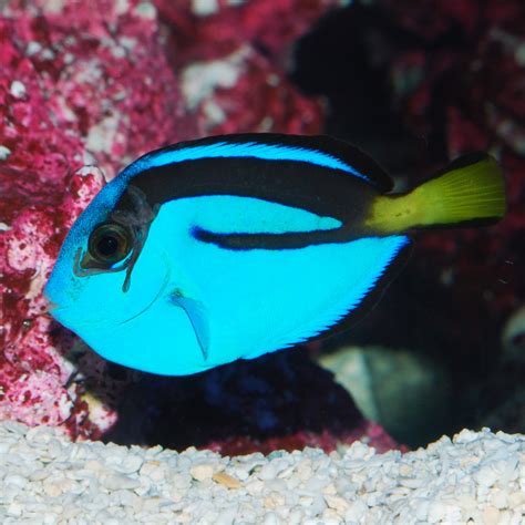 Blue Tang - The Biota Group