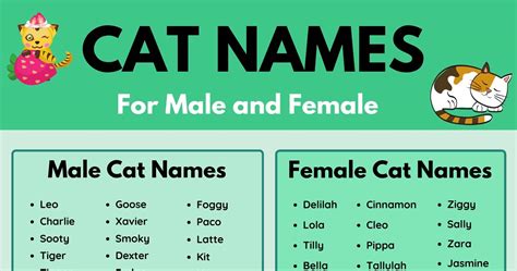 Cat Names: 70+ Most Popular Male and Female Cat Names • 7ESL