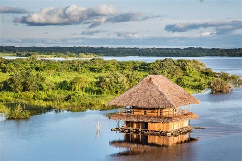 Selva baja: qué es, características, ubicación, fauna, flora